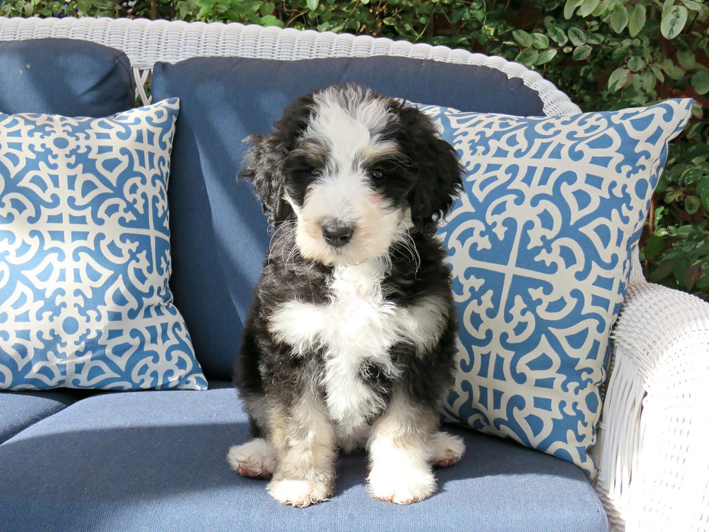 Mini Bernedoodle Frequently Asked Questions